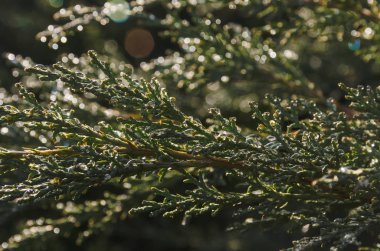 su damlaları ile şube