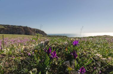 Baharda Iris çiçekler