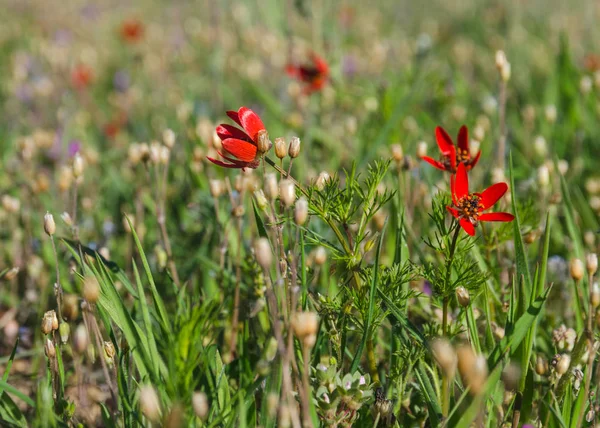 Fleurs sauvages dans l'herbe — Photo