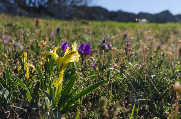 Flores del iris en primavera — Foto de Stock