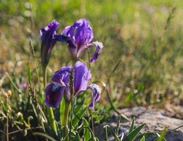 Flores del iris en primavera — Foto de Stock