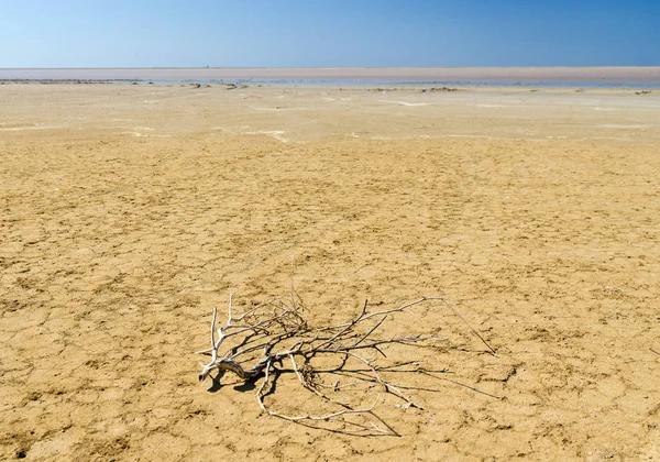 Dry soil with branch — Stock Photo, Image