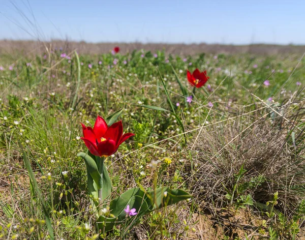 Tulipanes silvestres en hierba — Foto de Stock