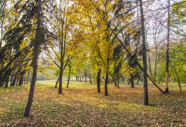 Parkta düşen yapraklar ve ağaçlar