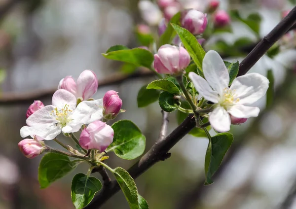 Tavasszal virágzó ág a kertben — Stock Fotó