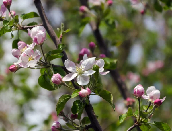 Rama floreciente primavera en el jardín —  Fotos de Stock