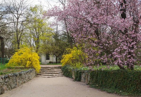 Gränd och buskage i trädgården — Stockfoto