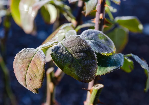 Foglie glassate nel giardino ghiacciato — Foto Stock