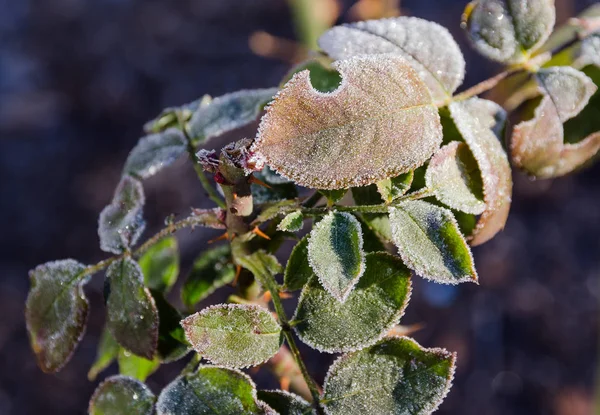 Foglie glassate nel giardino ghiacciato — Foto Stock