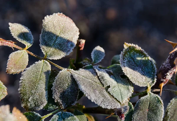 霜冻花园里的霜冻树叶 — 图库照片