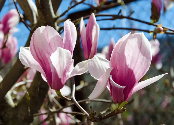 Różowe kwiaty magnolii w ogrodzie — Zdjęcie stockowe