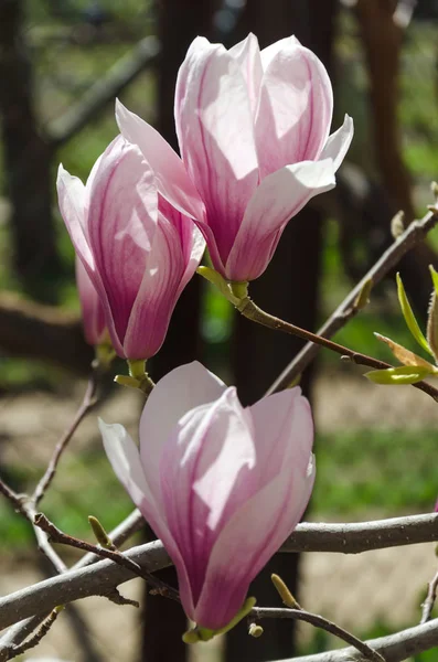 Różowe kwiaty magnolii w ogrodzie — Zdjęcie stockowe