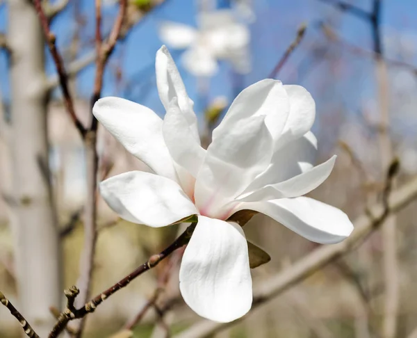 Białe kwiaty magnolii w ogrodzie — Zdjęcie stockowe