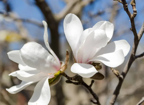 Białe kwiaty magnolii w ogrodzie — Zdjęcie stockowe