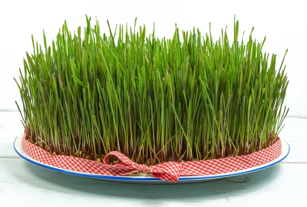 Trigo germinado de hierba de trigo fresca — Foto de Stock