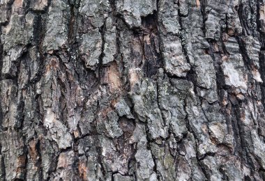 Yıpranmış eski bir ağaç kabuğunun manzarası