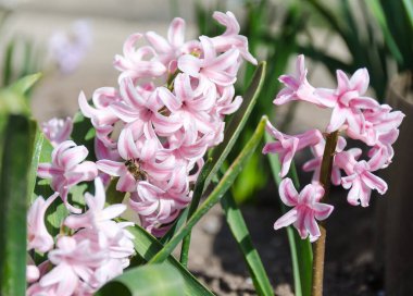 Bahçe güneşli bir günde arılı sümbül çiçekleri