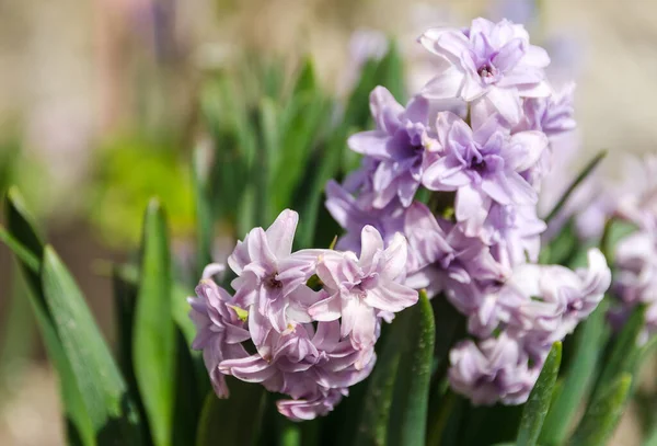 Hyacinth Flovers Sunny Day Garden — Stock fotografie