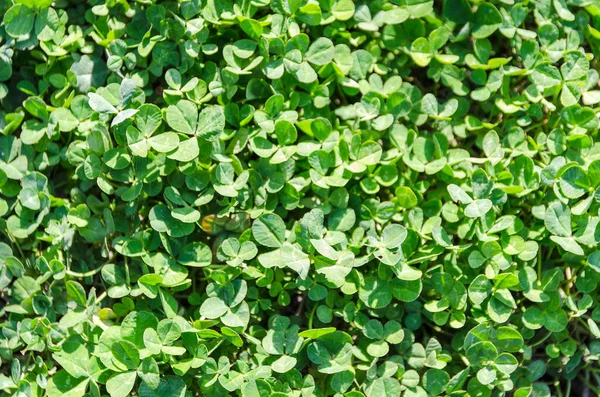 Yeşil Çimen Yoncaları Pürüzsüz Arkaplan — Stok fotoğraf