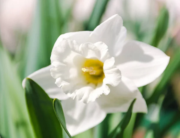 Цветущий Весенний Цветок Нарцисс Саду — стоковое фото