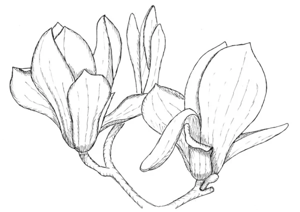 Černá Bílá Čára Umění Květinové Ilustrace Magnólie Květinová Větev — Stock fotografie