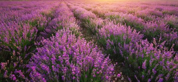 Lavender nature texture. — Stock Photo, Image