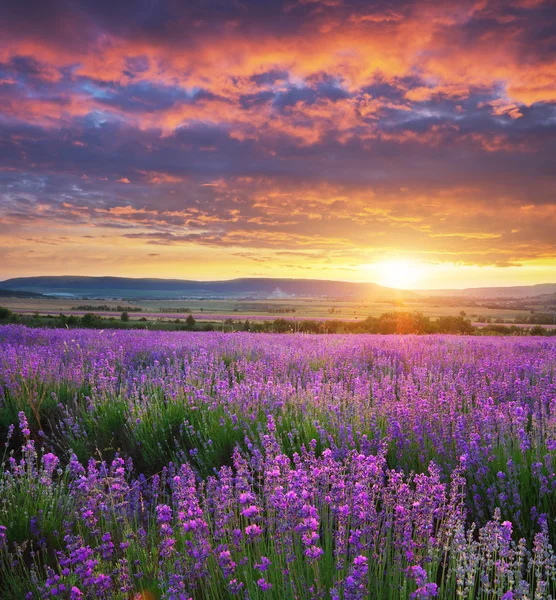 Meadow of lavender. — Stock Photo, Image