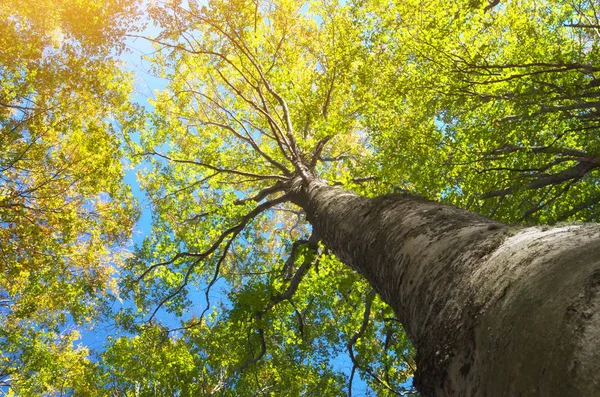 In den Wald. — Stockfoto