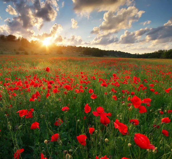 Poppy meadow landscape — Stock Photo, Image