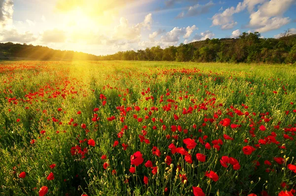 Poppy meadow landscape — Stock Photo, Image