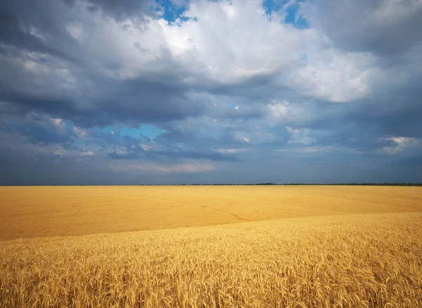 Meadow of wheat. — Stock Photo, Image