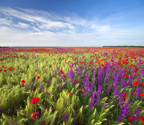 Pradera de trigo y amapola . — Foto de Stock