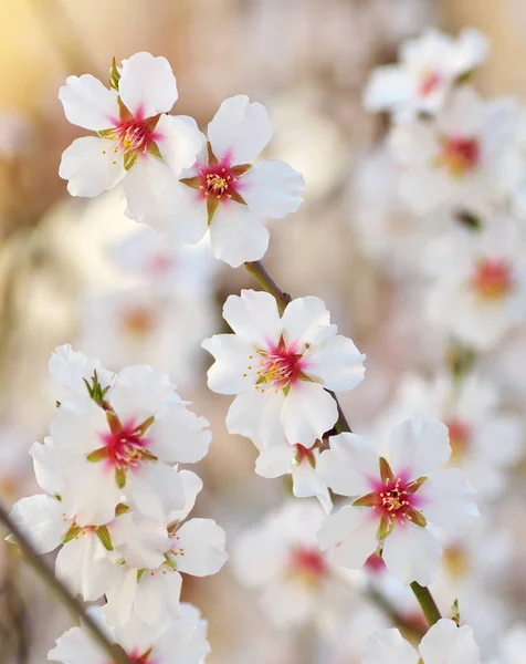 Voorjaar bloem op boom. — Stockfoto