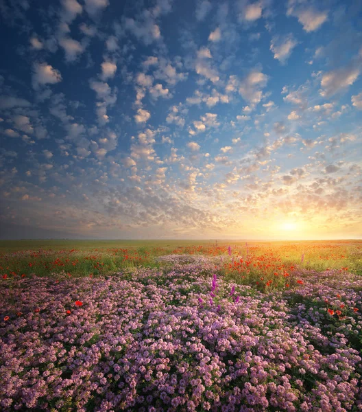 Flores de primavera en Meadow . — Foto de Stock