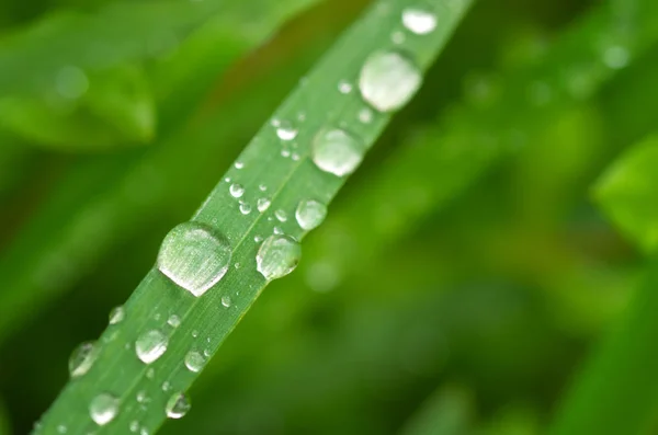 Macro de gota de lluvia . —  Fotos de Stock