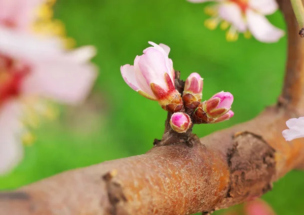 Flor de brote de primavera en árbol . — Foto de Stock