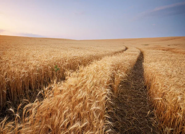 Луг пшениці . — стокове фото
