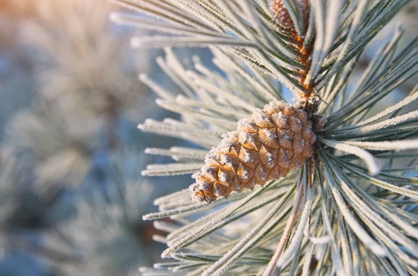 Macro de abeto . — Fotografia de Stock