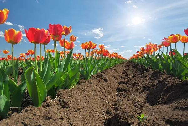 Łąka tulipany. — Zdjęcie stockowe