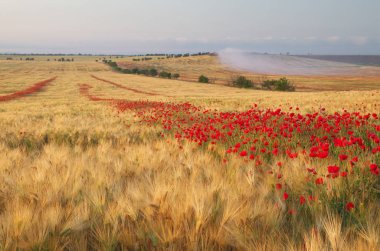 Gün batımından buğday çayır. 