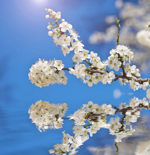 Vårblomma på träd. — Stockfoto