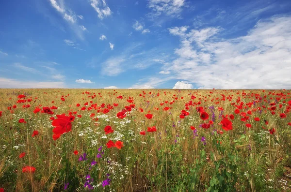 Meadow of wheat and poppy. — Stock Photo, Image