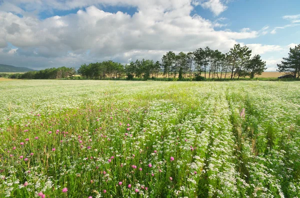 Meadow of coriander. — Stock Photo, Image