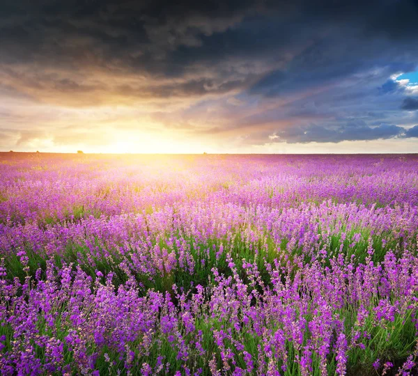 Prado de lavanda . — Fotografia de Stock