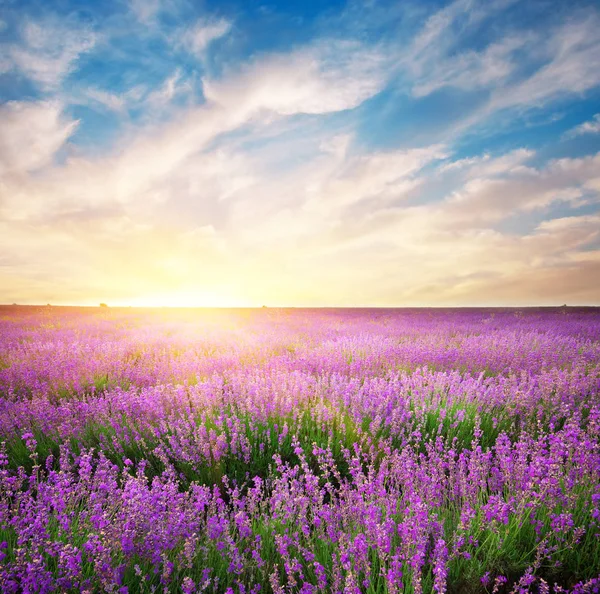 Prado de lavanda . — Foto de Stock