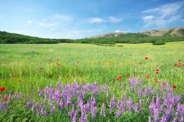 Dağdaki yeşil çayır. 