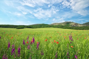 Dağdaki yeşil çayır. 