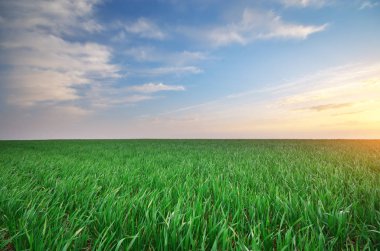 Sunrise konservesi çayırda.