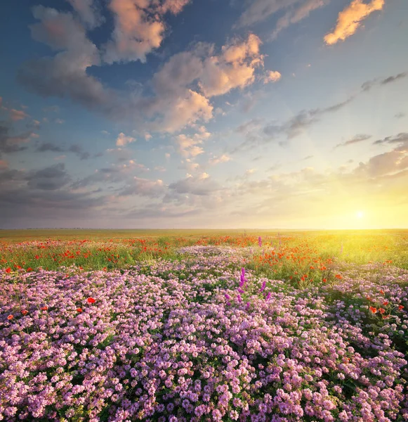 Fleurs de printemps en prairie . — Photo