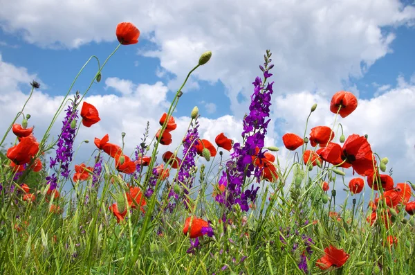 Campo cielo e papaveri . — Foto Stock